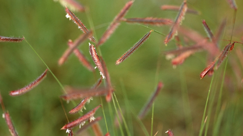 Side-protruding spikes of mosquito grass