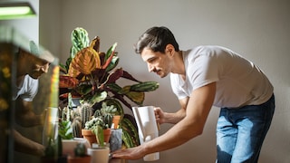 Watering Plants