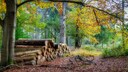 Woodpile in the Forest