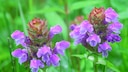 Close-up of the small self-heal: Two flowers with brown and purple leaves of the small self-heal