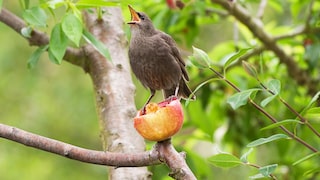 Bird in the Garden with Fruit