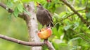 Bird in the Garden with Fruit