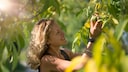 Walnut Trees: A woman holds a walnut fruit on the branch in her hands