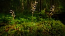 Heartleaf Twayblade