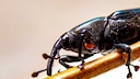 Grain Weevil: A Close-Up of a Grain Weevil