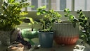 Indoor Plant Placement