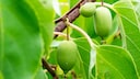 The kiwi berry is a true vitamin C powerhouse.