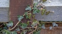 There are many tips online about washing laundry with ivy, but does it really work?