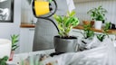 Drainage in Plants
