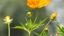 Winter Tarragon: Orange Blossom of Winter Tarragon