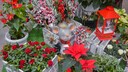 When buying plants in winter, certain criteria should be considered.