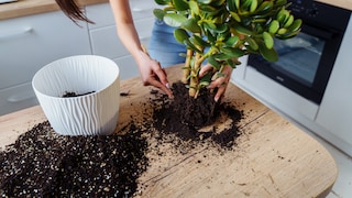 For seed-starting soil, for example, the soil should be sterile. You can easily sterilize your soil at home using an oven or a steam cooker.