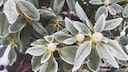Frost: Leaves and flower buds of rhododendron covered by frost
