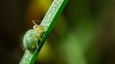 Springtails: A small, green insect on a blade of grass