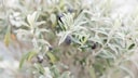 Overwintering Olive Trees