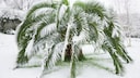 Palm trees are becoming increasingly popular in this country as well, but it can sometimes be difficult or impossible to keep them through the winter. However, a few specimens can withstand the cold if we take the right measures.