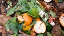 Orange Peels on the Compost