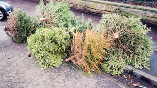 A common sight: After the holidays, many Christmas trees end up on the curb until they're picked up.