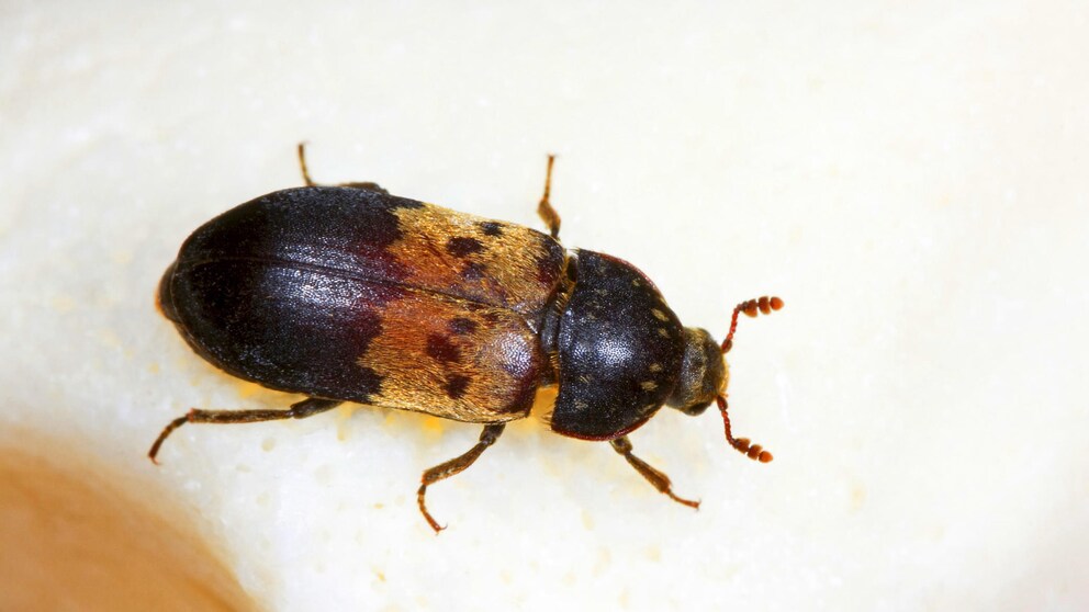The common carpet beetle in the adult stage