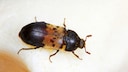 The common carpet beetle in the adult stage
