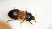 The common carpet beetle in the adult stage