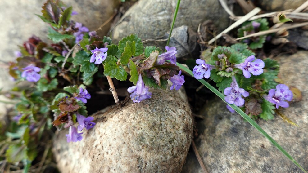 Ground ivy is a true all-rounder: it is decorative and is used in the kitchen and in medicine