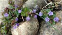 Ground ivy is a true all-rounder: it is decorative and is used in the kitchen and in medicine