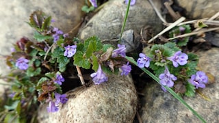 Ground ivy is a true all-rounder: it is decorative and is used in the kitchen and in medicine