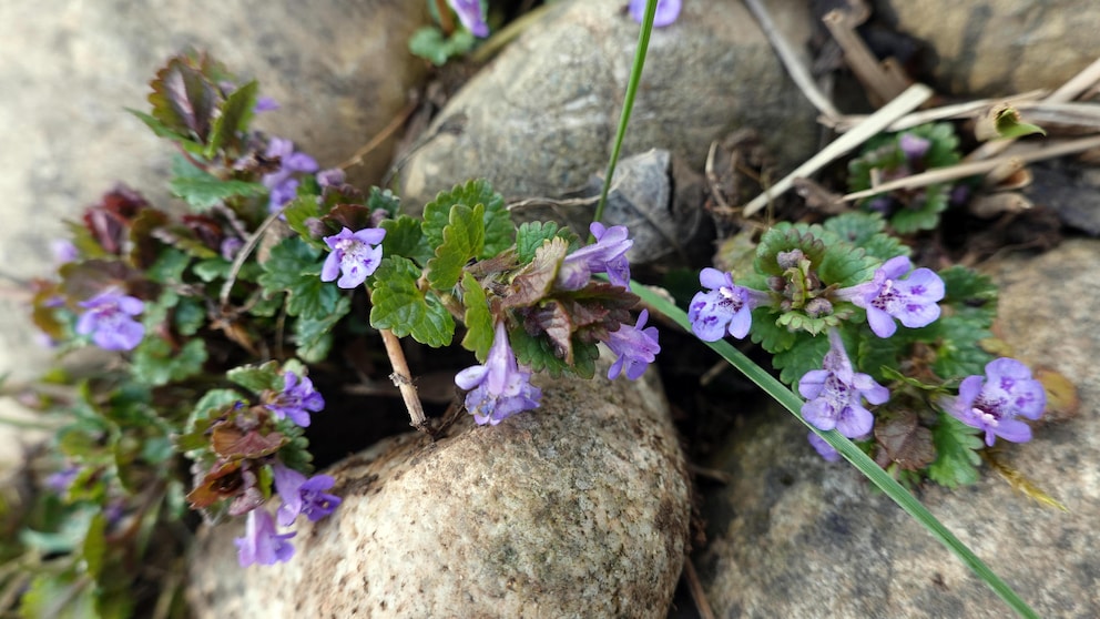 Ground ivy is a true all-rounder: it is decorative and is used in the kitchen and in medicine