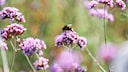 Insect Decline
