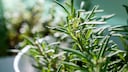 Pruning Rosemary