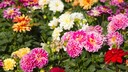 Propagating dahlias is not difficult—you just need to pay attention to a few details.