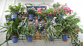 The balcony plants of the year 2023 have been selected by the state associations, and they can be planted after the Ice Saints.