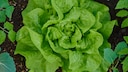 Head lettuce