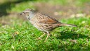 A dunnock sits on the ground, pecking at grass seeds.
