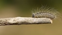 The bristles of the oak processionary caterpillars contain the stinging toxin thaumetopoein.
