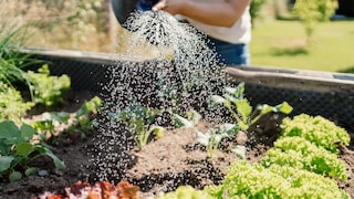 Climate Change in the Garden
