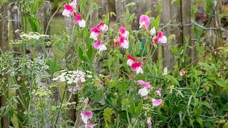 Sweet pea