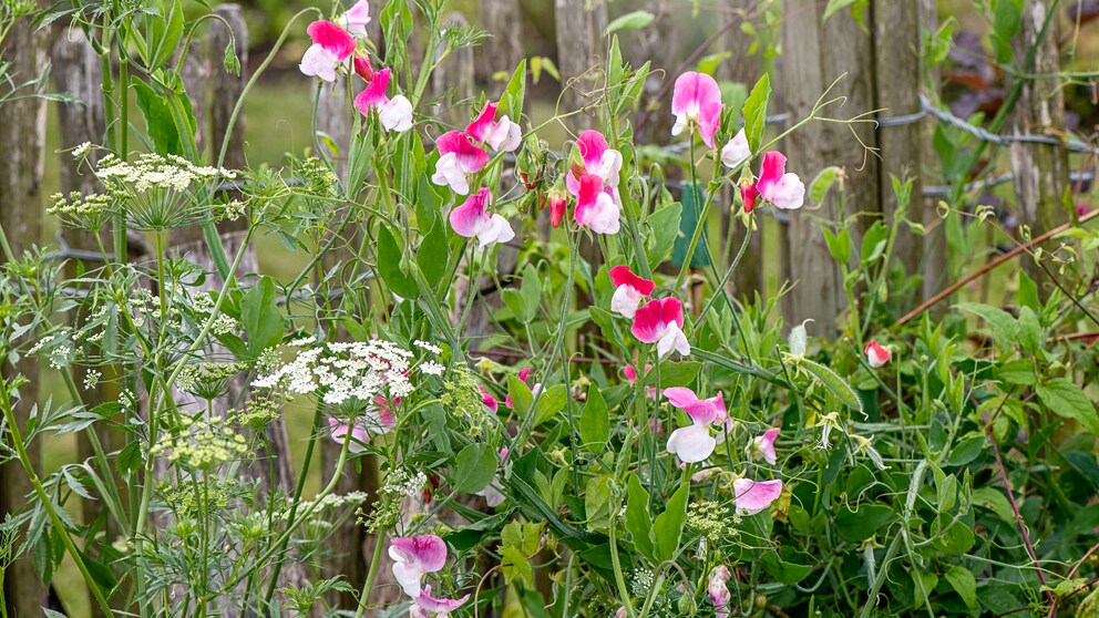 Sweet pea