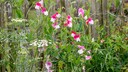Sweet pea