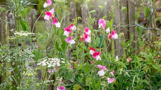 Sweet pea