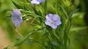 Flaxseed