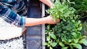 Herb Garden Requires Little Work