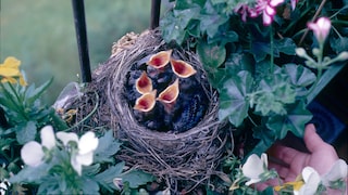 Bird nests are small works of art. However, you might not want them on your house or balcony.