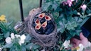 Bird nests are small works of art. However, you might not want them on your house or balcony.