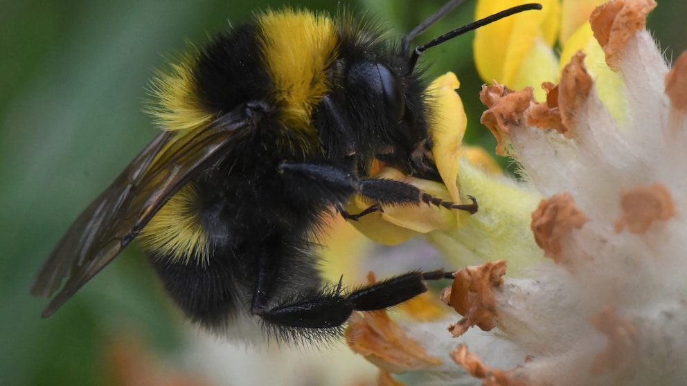 The garden bumblebee has been named the Garden Animal of the Year 2023.