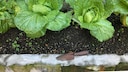 Napa Cabbage