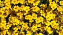 Hobby gardeners need not worry much about diseases or pests when it comes to the golden berry. The plant is considered extremely hardy.