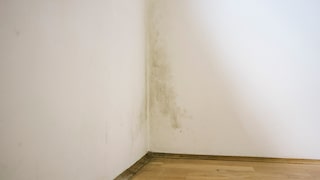 Especially with a manageable mold infestation, there is a tendency to quickly and easily paint over the area.