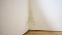 Especially with a manageable mold infestation, there is a tendency to quickly and easily paint over the area.